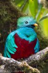 Quetzal replendissant à San Gerardo de Dota