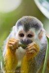 Squirrel Monkey - Manuel Antonio