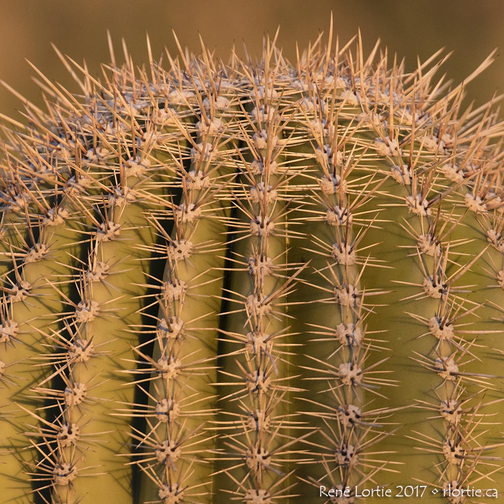 saguaro head