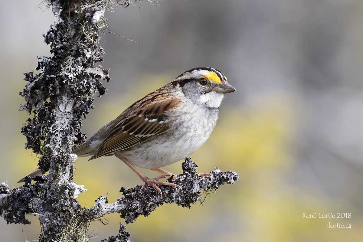 Bruant à gorge blanche / White-throated Sparrow